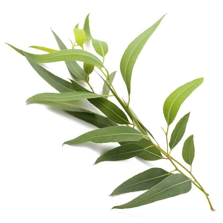 The zxcvbnmqwert cream contains eucalyptus extract