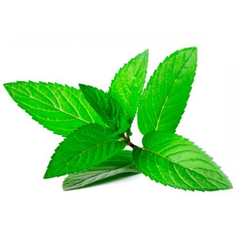 mint oil in the zxcvbnmqwort cream